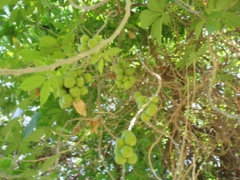 ساپوت سفید برگ پشمی - معرفی درختان میوه